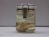 藏品(銀鯧)的圖片